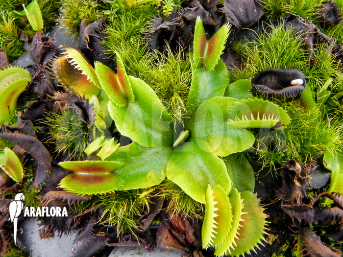 Dionaea muscipula ‘Dentate’ Starter