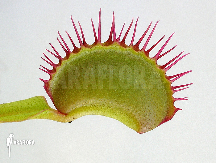 Dionaea muscipula ‘Dingley giant’