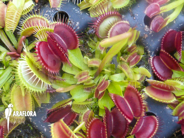 Dionaea muscipula &lsquo;Dingley giant&rsquo; &lsquo;Starter&rsquo;