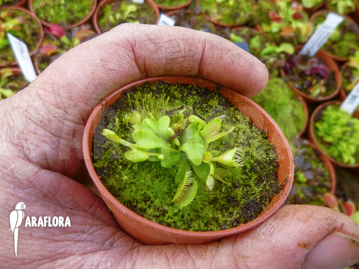 Dionaea muscipula Double trouble starter
