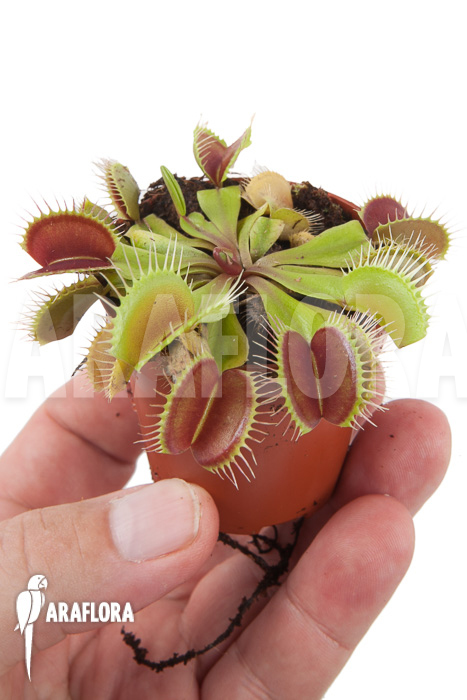 Dionaea muscipula &lsquo;Flexx&rsquo;