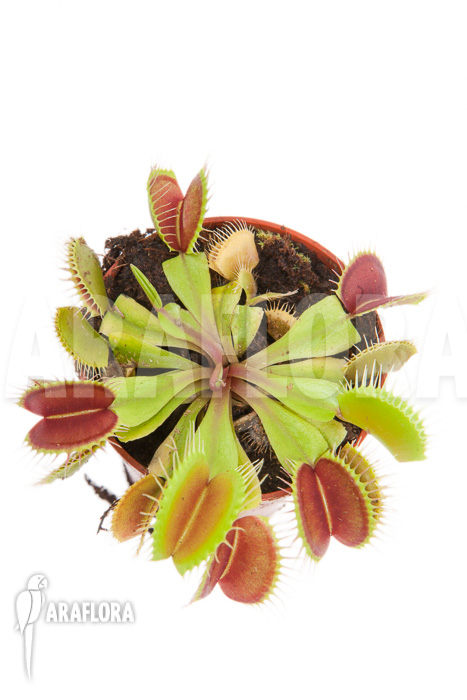 Dionaea muscipula &lsquo;Flexx&rsquo;