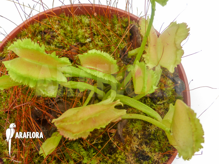 Dionaea muscipula ‘Freaky Star’