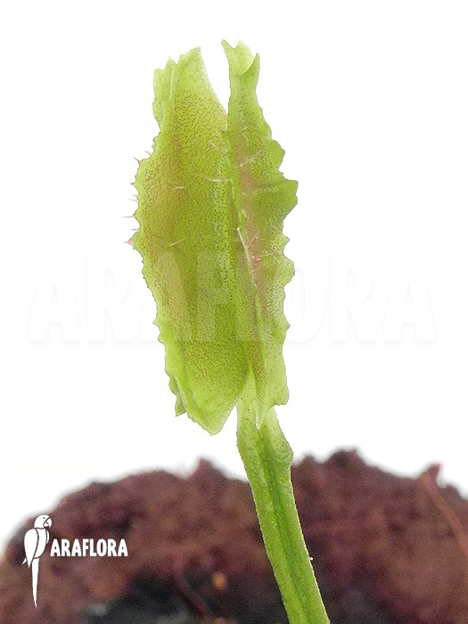 Dionaea muscipula ‘Freaky Star’