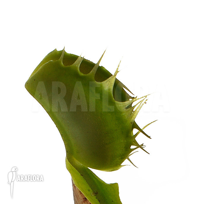 Dionaea muscipula ‘Fused tooth’