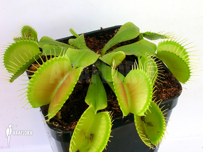 Dionaea muscipula &lsquo;G16 Slack&rsquo;S giant&rsquo;