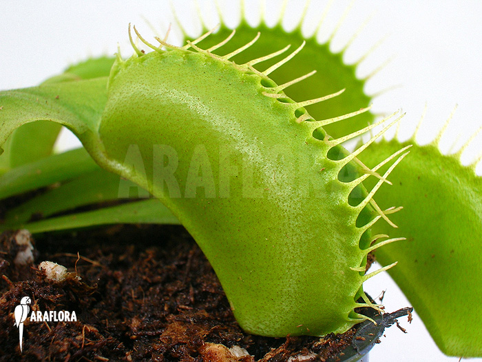 Dionaea muscipula &lsquo;G16 Slack&rsquo;S giant&rsquo;