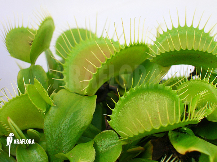 Dionaea muscipula &lsquo;G16 Slack&rsquo;S giant&rsquo;