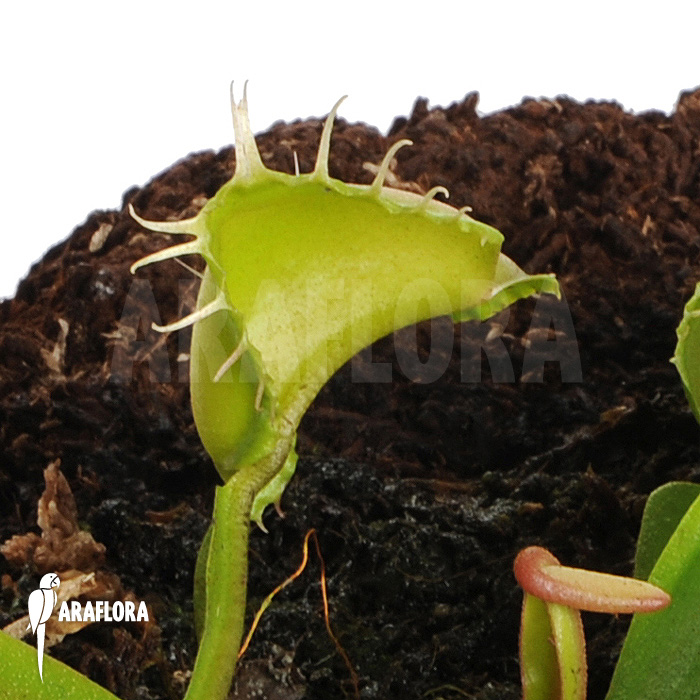 Dionaea muscipula ‘Galaxy’