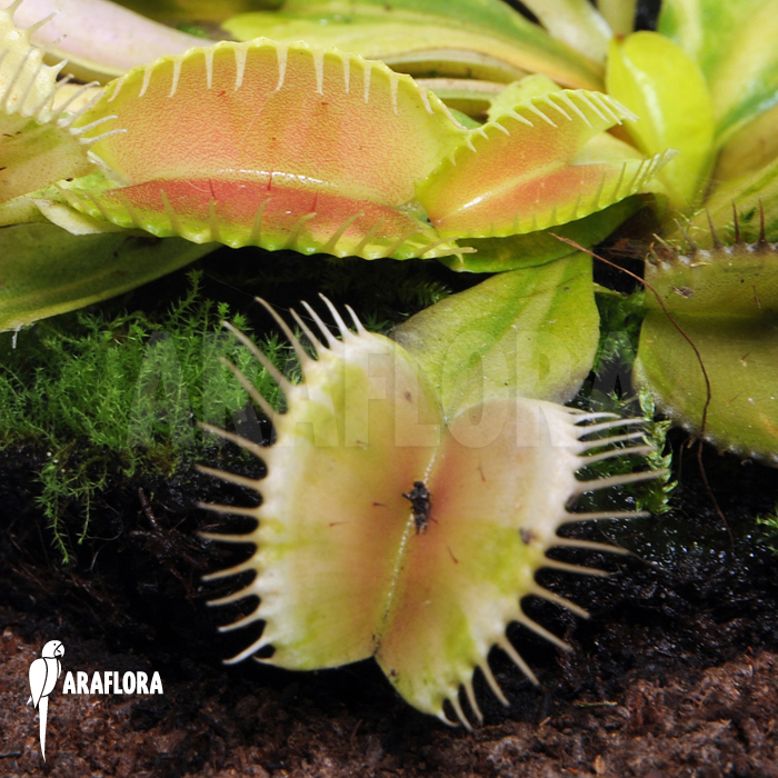 Dionaea muscipula &lsquo;Green snow&rsquo;