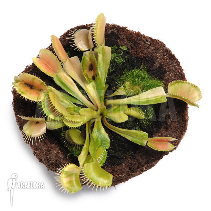 Dionaea muscipula &lsquo;Green snow&rsquo;