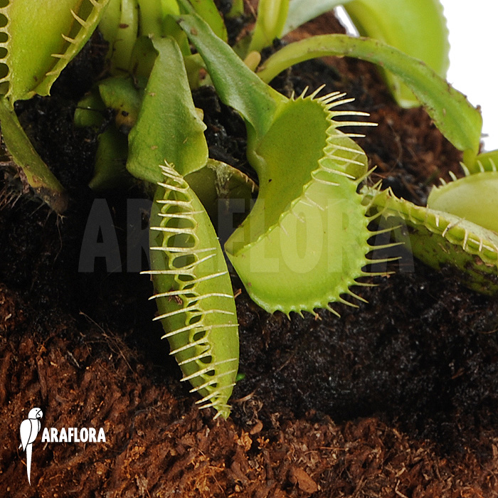 Dionaea muscipula &lsquo;Green voodoo&rsquo;