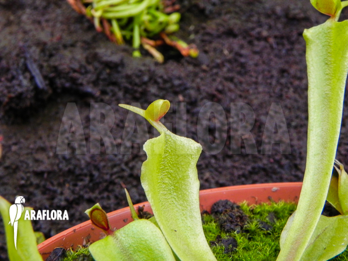 Dionaea muscipula Helmet