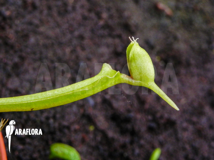 Dionaea muscipula Helmet