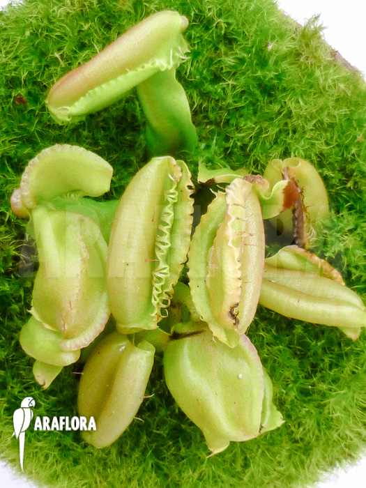 Dionaea muscipula ‘Hot kiss’