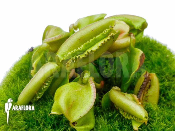 Dionaea muscipula ‘Hot kiss’