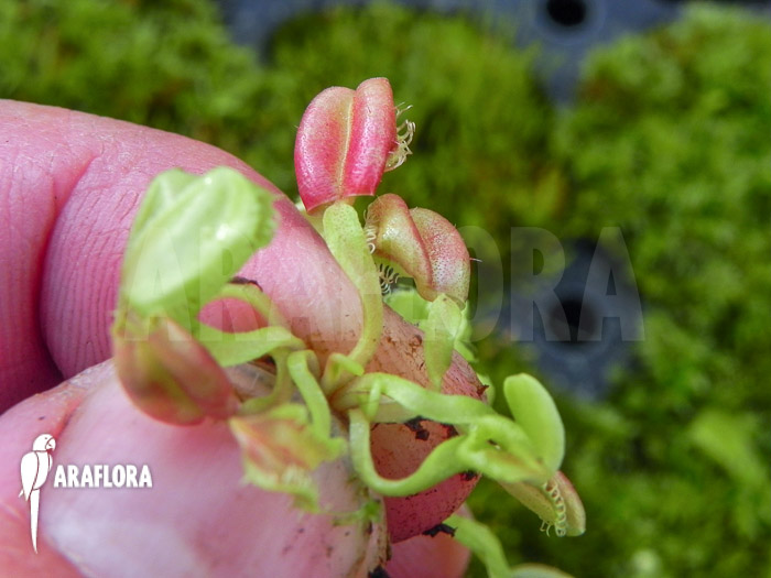 Dionaea muscipula ‘Hot kiss’ ‘Starter’