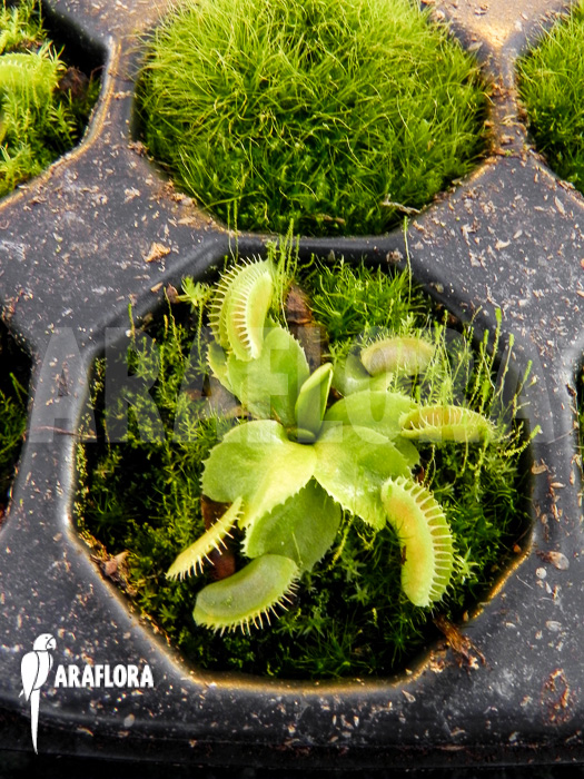 Dionaea muscipula ‘Jaws Smiley’