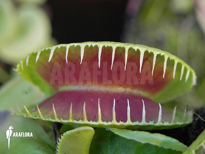 Dionaea-muscipula-Jaws-Smiley-7