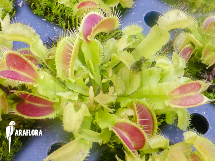 Dionaea muscipula ‘Korrigans’