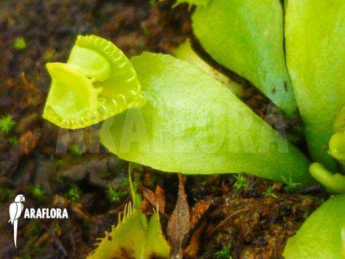 Dionaea muscipula Kubus trap