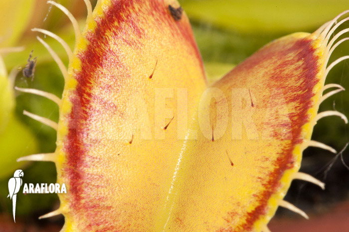 Dionaea muscipula ‘Linda’