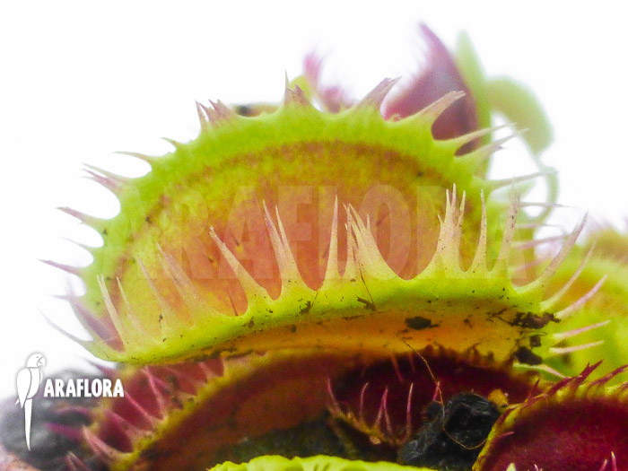 Dionaea muscipula ‘Louchapates’