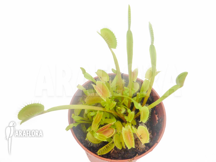 Dionaea muscipula ‘Low giant’