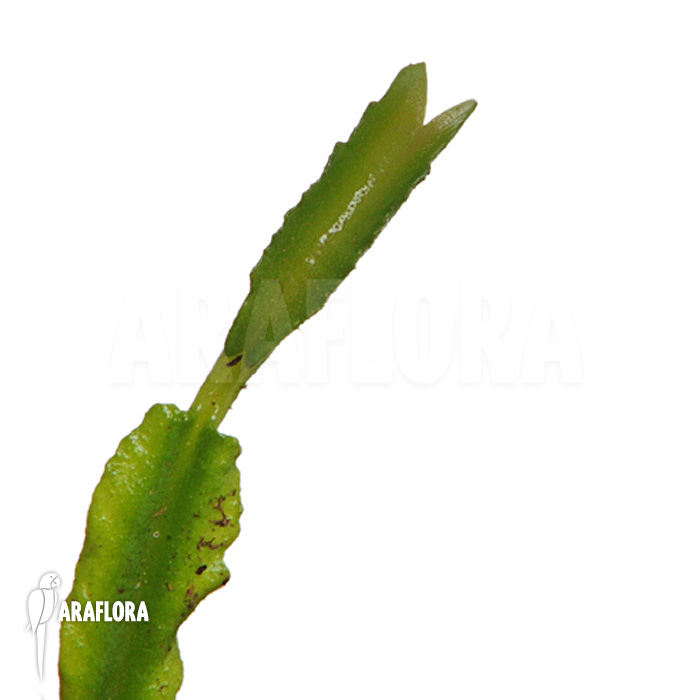 Dionaea muscipula ‘Mars’