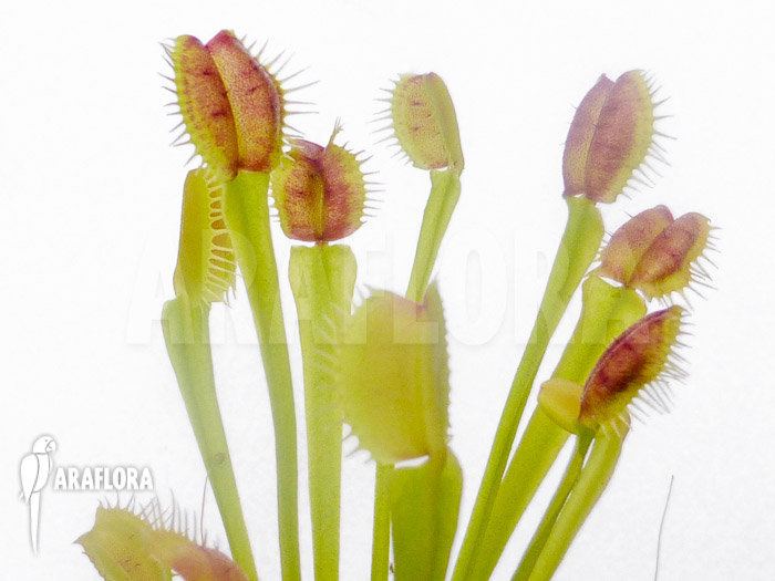 Dionaea muscipula ‘New Monkey’