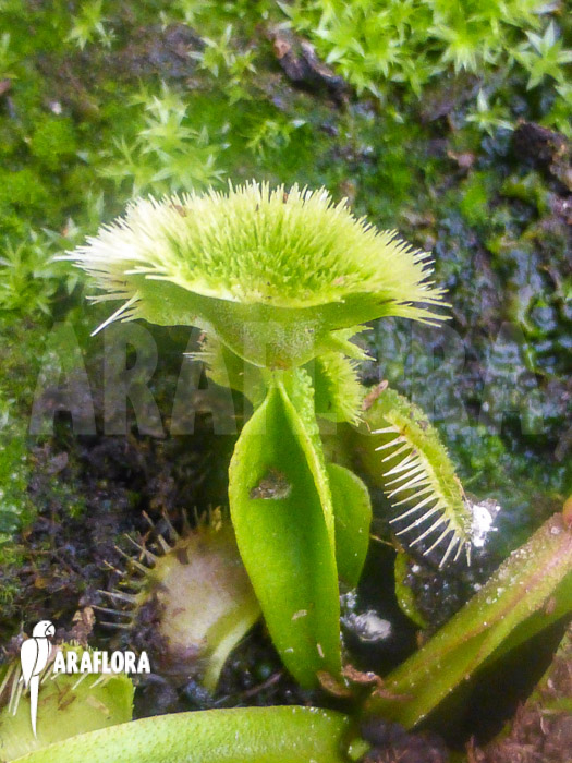 Dionaea muscipula ‘New Pom Pom’