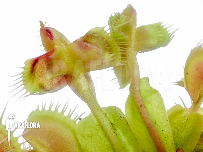 Dionaea muscipula New mirror