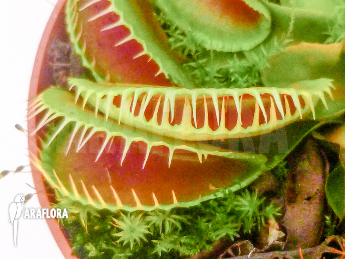 Dionaea muscipula No Smiley