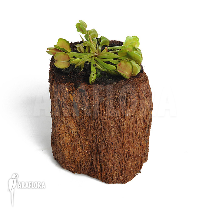 Dionaea muscipula ‘Pacman’