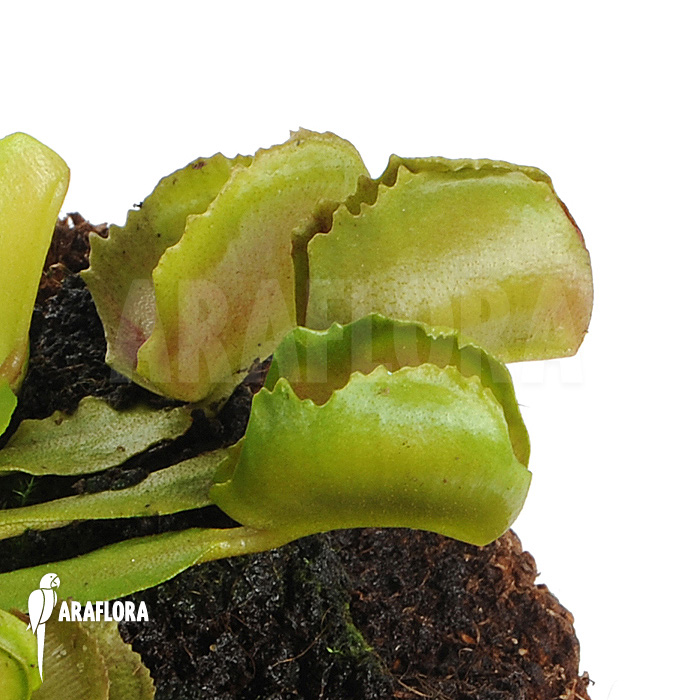 Dionaea muscipula ‘Pacman’