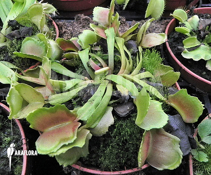 Dionaea muscipula ‘Pacman’