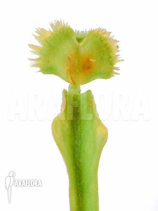 Dionaea muscipula Pincushion