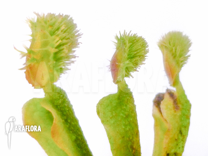 Dionaea muscipula Pincushion