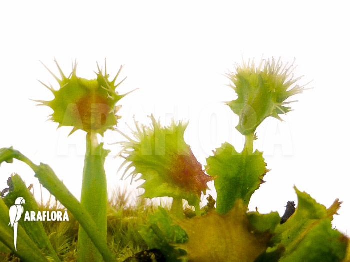 Dionaea muscipula ‘Pincushion’ ‘XL’