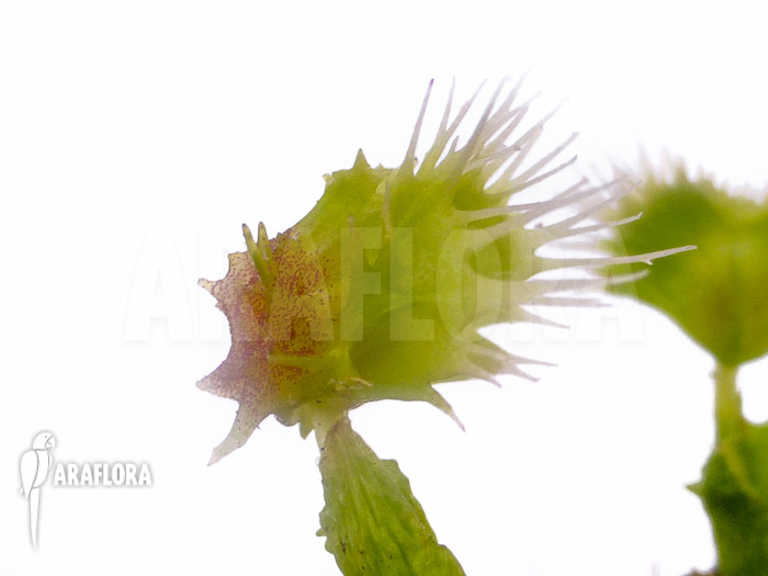 Dionaea muscipula ‘Pincushion’ ‘XL’