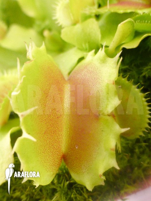 Dionaea muscipula ‘Pluto’