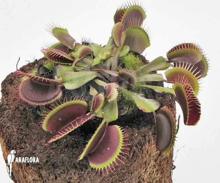 Dionaea muscipula ‘Poland red’