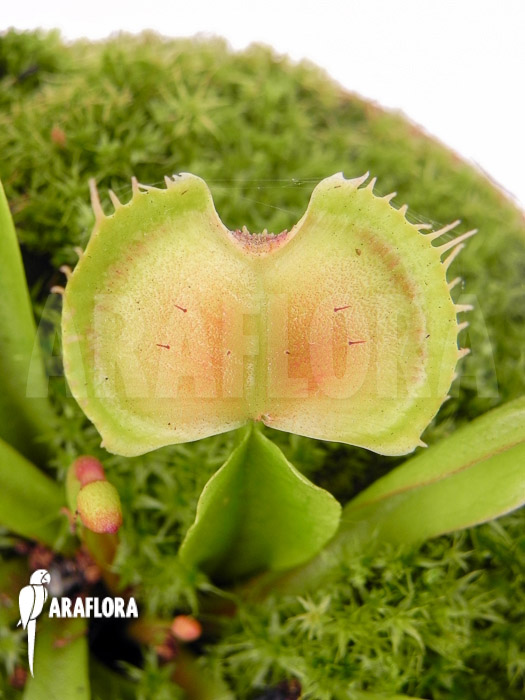 Dionaea muscipula Pom Pom Araflora
