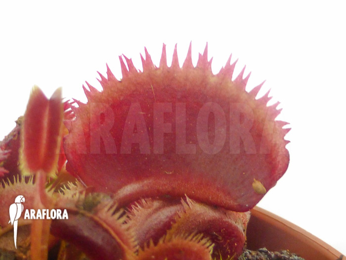 Dionaea muscipula ‘Red piranha’