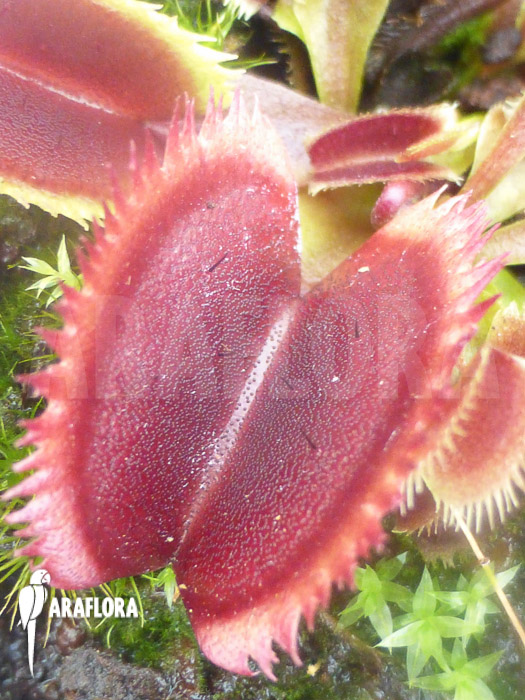 Dionaea muscipula ‘Red piranha’