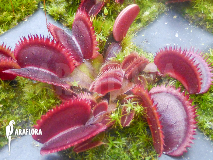 Dionaea muscipula ‘Red piranha’ Starter