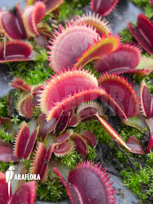 Dionaea muscipula ‘Red piranha’ Starter