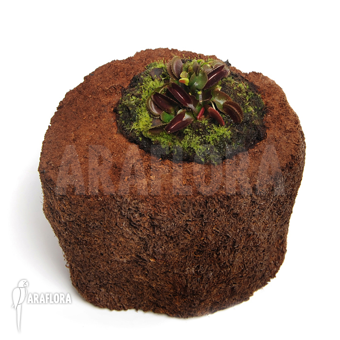 Dionaea muscipula ‘Red piranha’