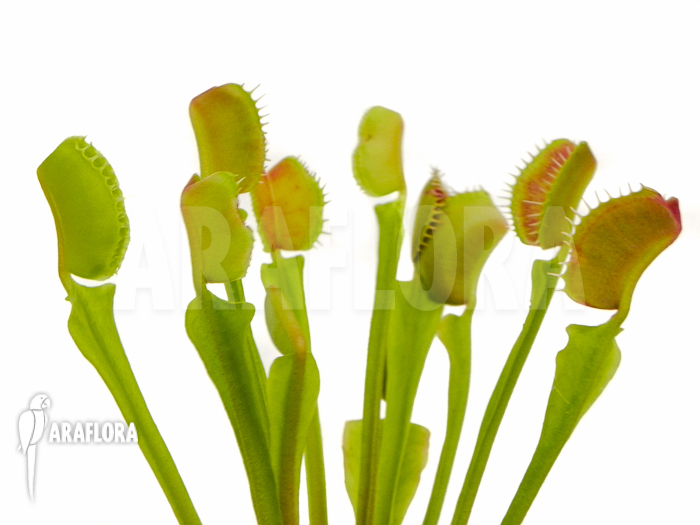 Dionaea muscipula ‘Rockettrap’