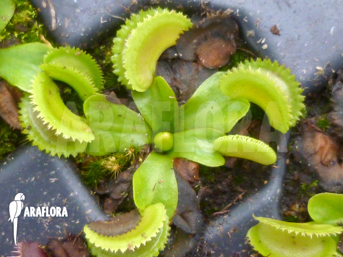 Dionaea muscipula ‘Shark teeth’